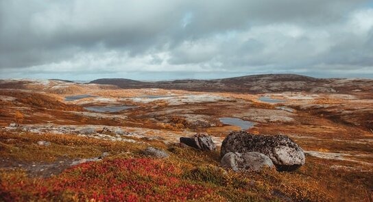 tundra biome