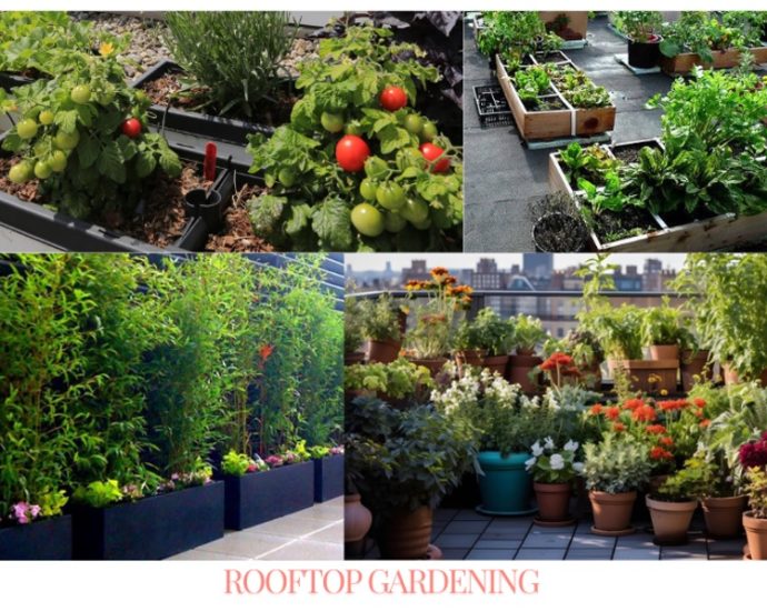 Rooftop Gardening