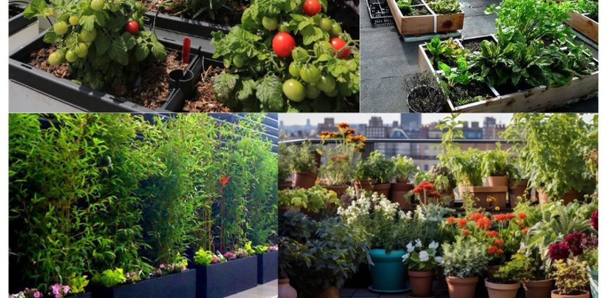 Rooftop Gardening